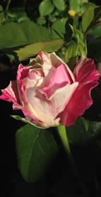 Rose Happy Birthday