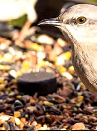 Keep your seed feeder full as the colder weather approaches