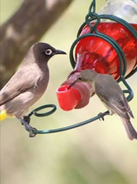 Once found the nectar feeders become very popular