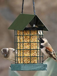 Seed towers or bells are perfect for finches