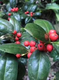 Plant shrubs with berries to feed birds naturally