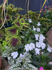 Shade gardens thrive if well planned