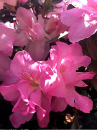 Azaleas like a light shade