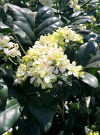 Fragrant Orange Jasmine