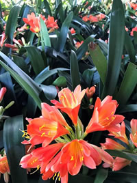 Clivia are a great filler in a shady bed