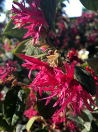 Fringe flowers grow in light shade