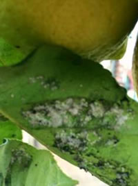 Sooty mould on the underside of the leaves