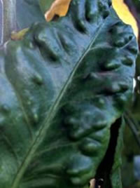 Bumps on the leaves from Psylla