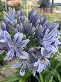 Agapanthus Agapanthus