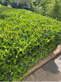 English Boxwood remains popular
