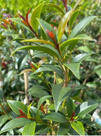 The Brush Cherry also called Lilypilly 