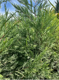 Leylandii Conifers grow tall