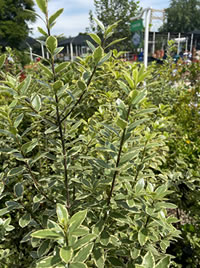 Pittosporum get to around 5m high