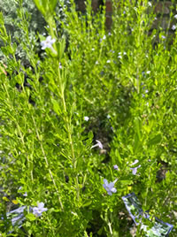 Indigenous Freylinia attracts pollinators