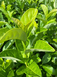 The Sweet Laurel will grow fast