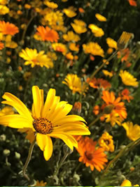 Indigenous African Daisies for full sun