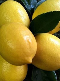 Lemons can be planted in a protected spot