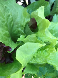 Its a great time for Lettuce 