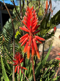 Feed Aloes to stimulate winter flowering