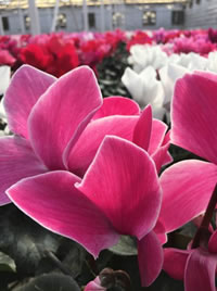 Cyclamen for instant shade colour