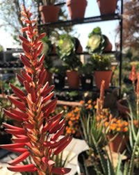 Aloes flower even better as they mature Aloes flower even better as they mature
