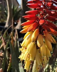 Winter is Aloe flowering season Winter is Aloe flowering season