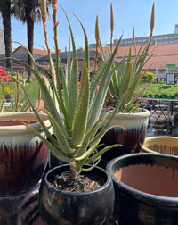 Aloes are well suited to container gardening Aloes are well suited to container gardening