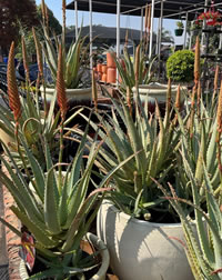 Spikes like rockets on Aloe Fire Chief Spikes like rockets on Aloe Fire Chief
