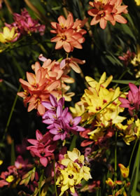Indigenous Ixias Bulbs for a sunny spot