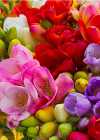 Indigenous Freesias are fragrant