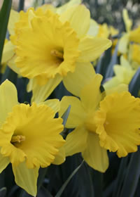 Daffodils are the classic winter buld icon