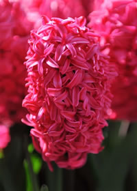 Hyacinths will grow in water in a vase indoors 