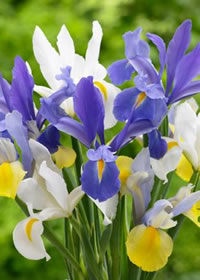 Dutch Irises will grow in a sunny well drained spot