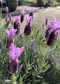 Don’t over water flowering lavender