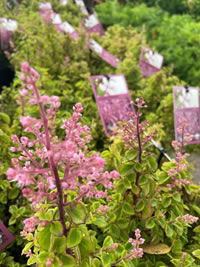 Plectranthus Chemenii loves shade Plectranthus Chemenii loves shade