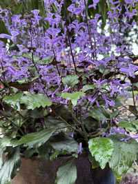 Mona Lavender was bread in South Africa Mona Lavender was bread in South Africa