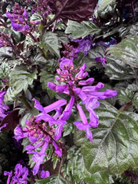 Magic Purple has larger flowers Magic Purple has larger flowers