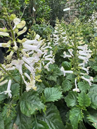 Plectranthus Magic Pearl is white Plectranthus Magic Pearl is white