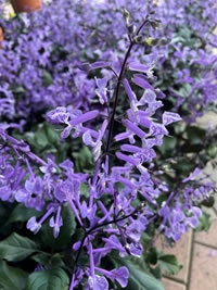 Plectranthus Magic are great showstoppers Plectranthus Magic are great showstoppers