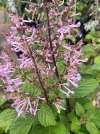 Shrub Plectranthus flower in autumn Shrub Plectranthus flower in autumn