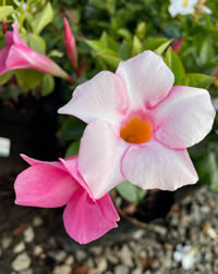 Tropical Trumper Vine, Mandevilla Tropical Trumper Vine, Mandevilla