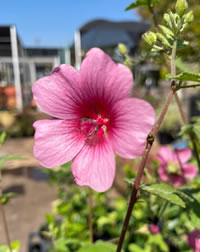 I love the Plant for Pollinators Cape Mallow I love the Plant for Pollinators Cape Mallow