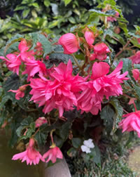 Tuberous Begonia Funky cascades over the edge Tuberous Begonia Funky cascades over the edge