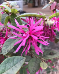 Fring Flowers flower in Autumn winter and Spring Fring Flowers flower in Autumn winter and Spring