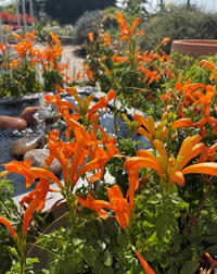 Indigenous rockstar Cape Honeysuckle Indigenous rockstar Cape Honeysuckle