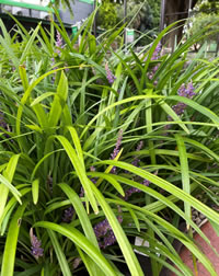 Shade Loving Liriope Shade Loving Liriope