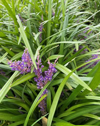 Easy to Grow a Lily Turf Border Easy to Grow a Lily Turf Border