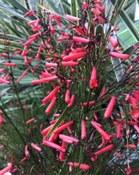 Russelia Firecracker plant Russelia Firecracker plant