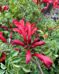 Red Tecomaria Red Tecomaria