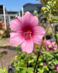 I love the Cape Mallow I love the Cape Mallow